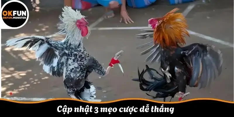 Cập nhật 3 mẹo cược dễ thắng 