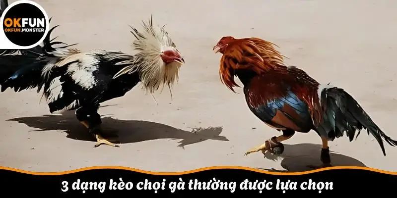 3 dạng kèo chọi gà thường được lựa chọn
