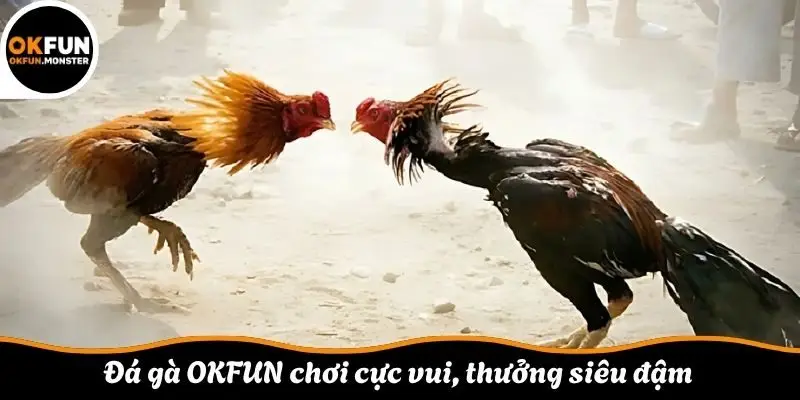 Đá gà OKFUN chơi cực vui, thưởng siêu đậm