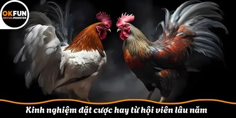 Kinh nghiệm đặt cược hay từ hội viên lâu năm 