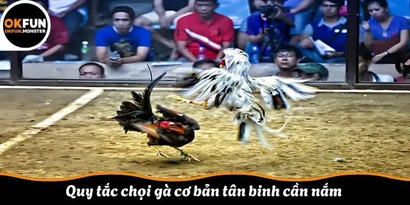 Quy tắc chọi gà cơ bản tân binh cần nắm