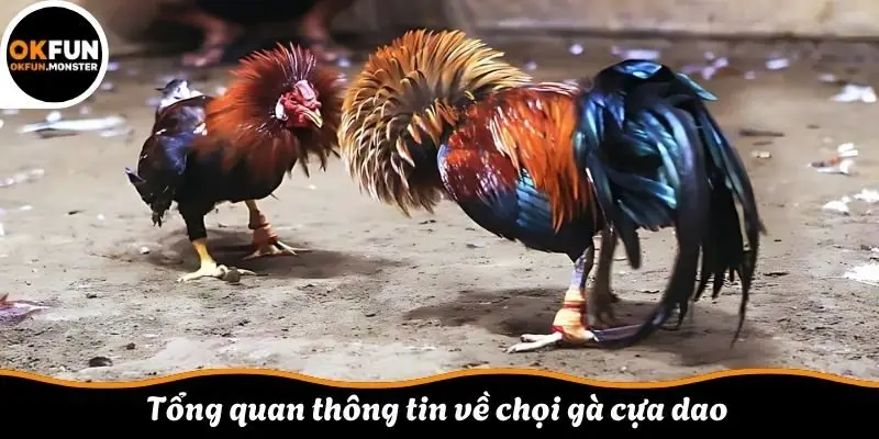 Tổng quan thông tin về chọi gà cựa dao